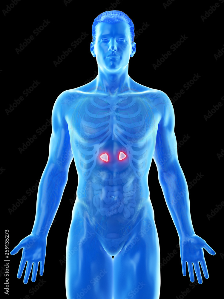 3d rendered medically accurate illustration of a mans adrenal glands