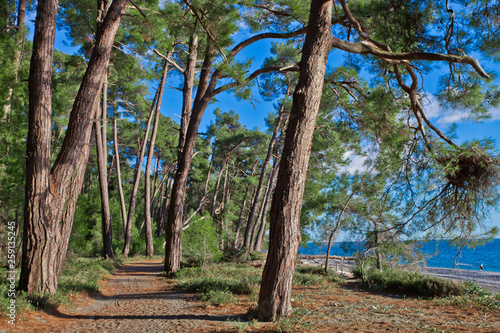 Pine grove  forest  on the shore of the blue sea on a summer evening. Pitsundskaya grove relic pine. Tourism i in Abkhazia.