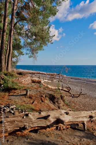 Firewood. Pine grove (forest) on the shore of the blue sea on a summer evening. Pitsundskaya grove relic pine. Tourism i in Abkhazia. photo