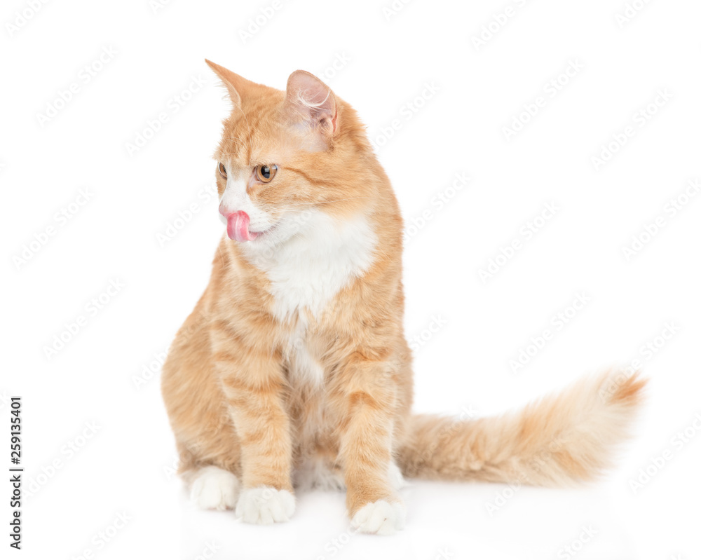 Tabby cat licking his lips. isolated on white background