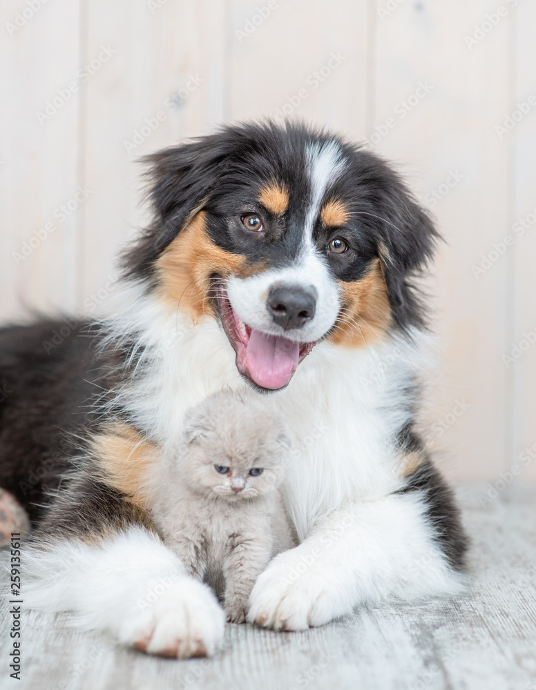 Adult australian shepherd dog embracing kitten at home