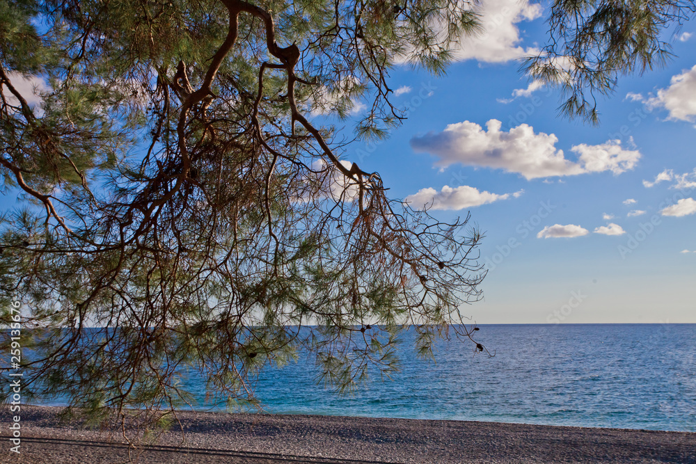 The branches. Pine grove (forest) on the shore of the blue sea on a summer evening. Pitsundskaya grove relic pine. Tourism i in Abkhazia. The branches. Pine grove (forest) on the shore of the blue sea on a summer evening. Pitsundskaya grove relic pine. Tourism i in Abkhazia.