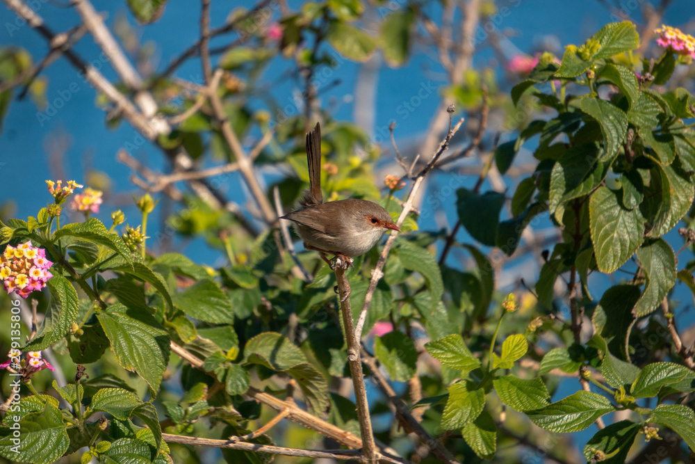 small bird on a branch small bird on a branch