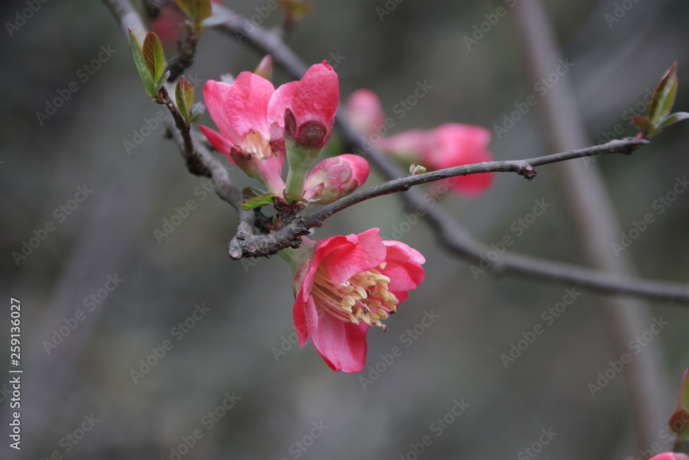 Close up Red Plum blossom Flower