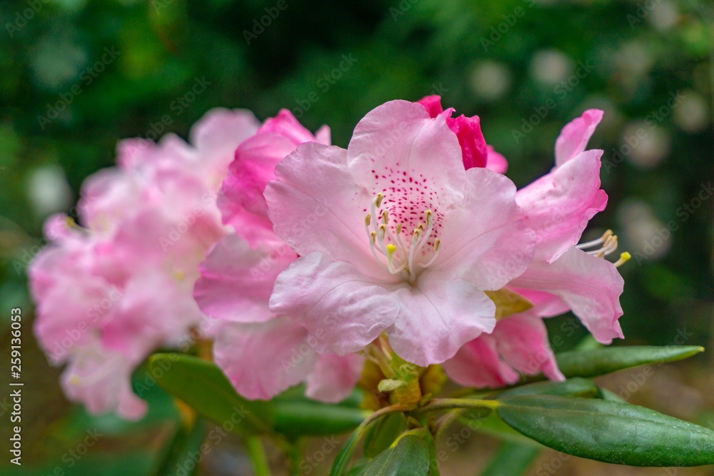 Rhododendron im April. Pinker blühender Rhododendron im April. Rhododendron hirsutum. Rhododendron im Frühling. Rhododendron im April. Pinker blühender Rhododendron im April. Rhododendron hirsutum. Rhododendron im Frühling.