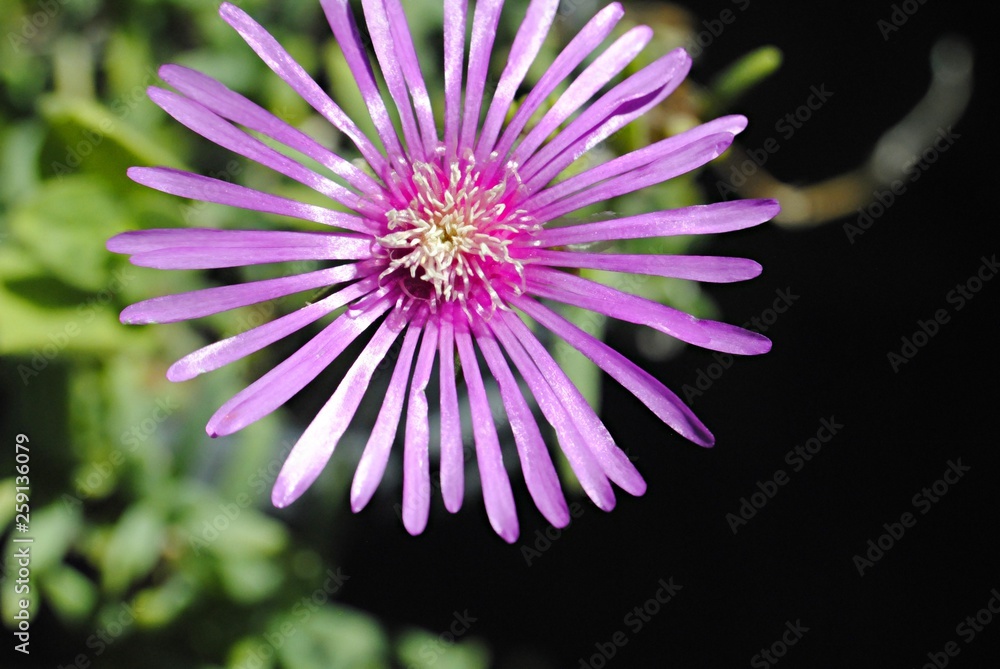 Obraz premium Fleur