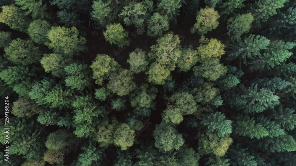 Aerial top down view o mixed tree autumn forest in Northern Europe. Drone shot flying up over fir and deciduous trees, nature background in 4K resolution
