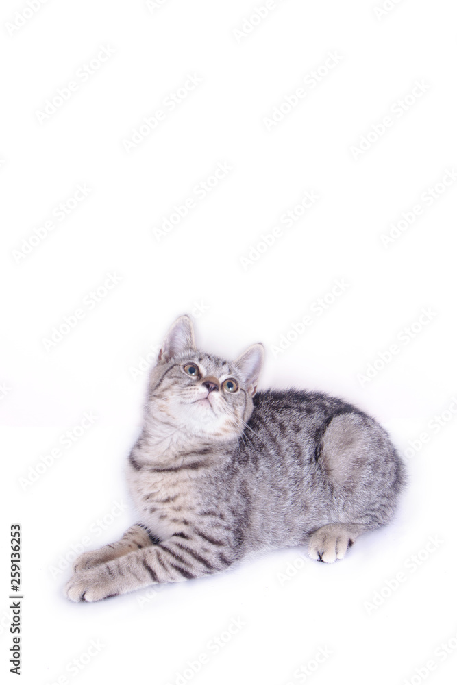 Fototapeta premium Cat Playing and looking up on white background