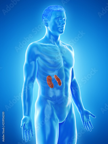 3d rendered medically accurate illustration of a mans kidneys