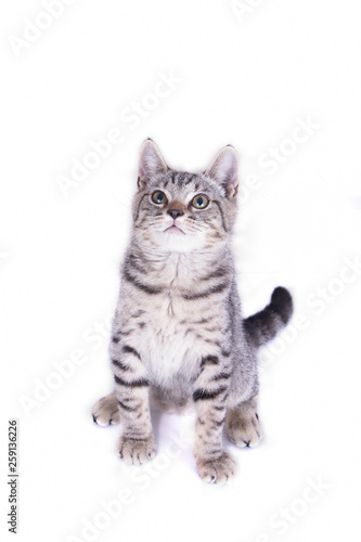 Cat Playing and looking up on white background © 223046