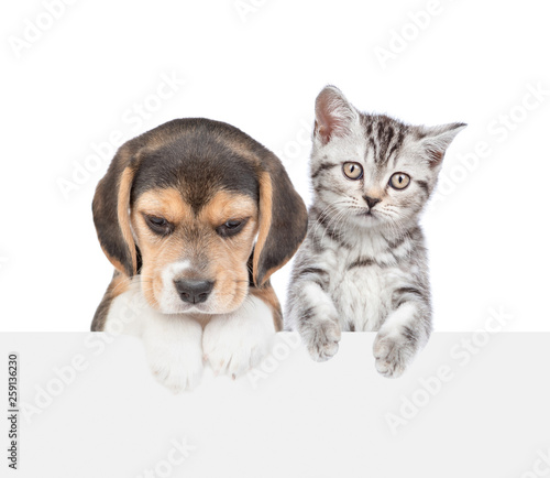 Cat and dog over white banner. isolated on white background