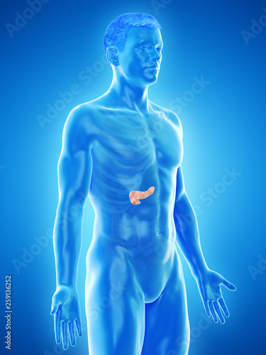3d rendered medically accurate illustration of a mans pancreas