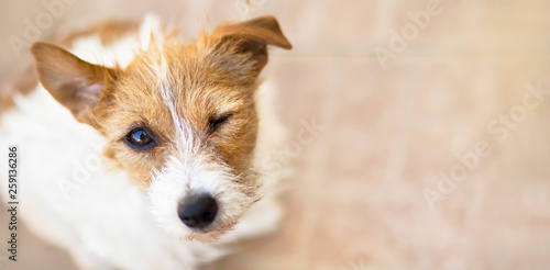 Obraz na plátně Web banner of a winking jack russell dog with funny ears as listening