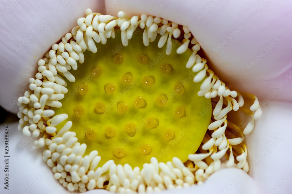 Study of flowering and fruit structures for education in laboratory.
