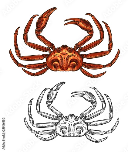 Crab isolated seafood and fishery sketch icon