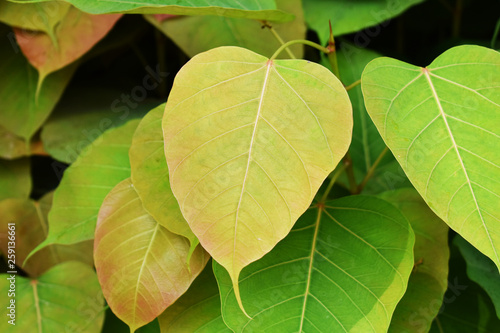 leaves on green background