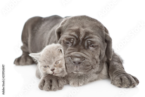 Black mastiff puppy hugging gray kitten. isolated on white background