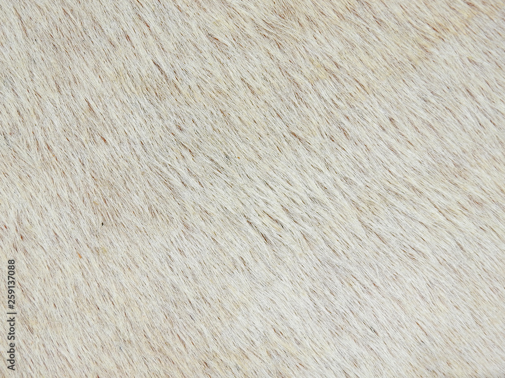 Fototapeta premium white fur cow texture closeup