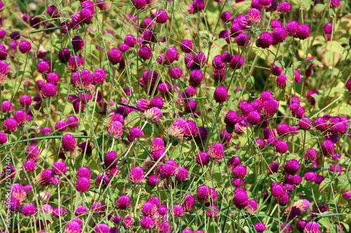 Flowers of red clover in summer field. Pink clovers on green grass