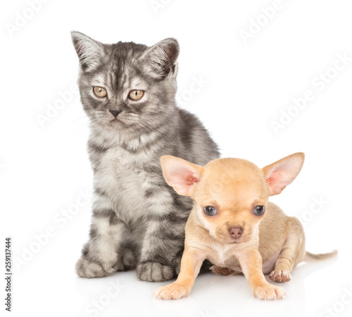 Tabby kitten and chihuahua puppy sitting together. Isolated on white background