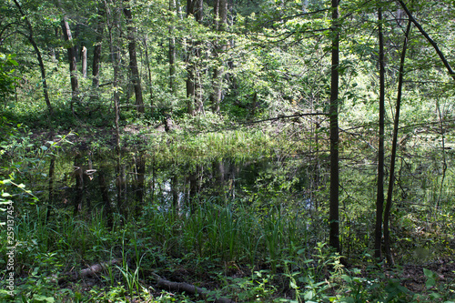  Beautiful  gorgeous  calm river flows in the forest.