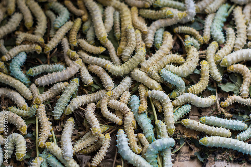 Silkworm