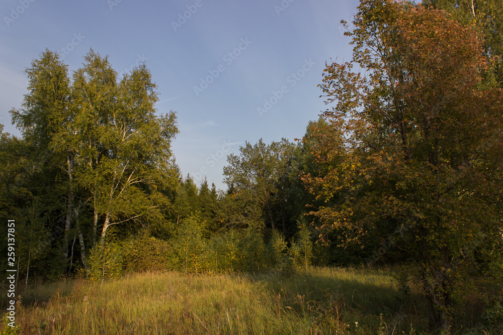 Many wildflowers grow on a meadow in the forest. Many wildflowers grow on a meadow in the forest.