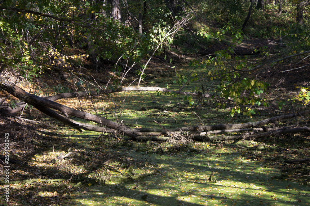 Swampy place, with branches on green water. Swampy place, with branches on green water.