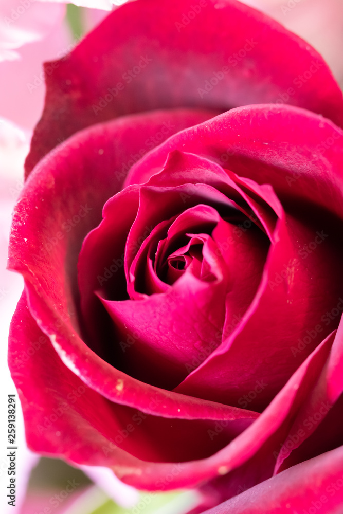 バラの花 バラの花
