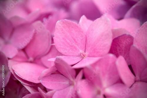 Pink Hydrangea, flower closeup