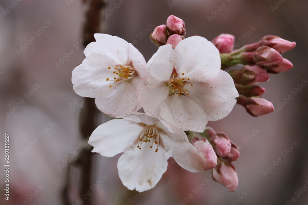 sakura sakura