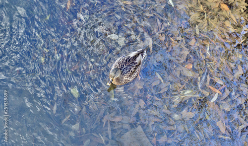 wild ducks on blue water
