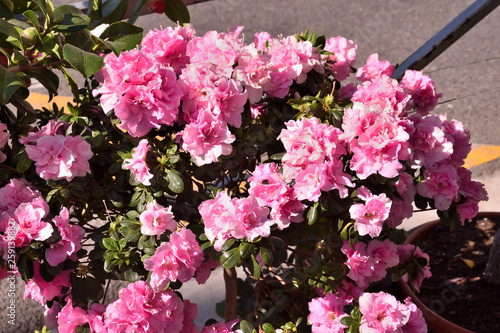 rose azalea in the garden