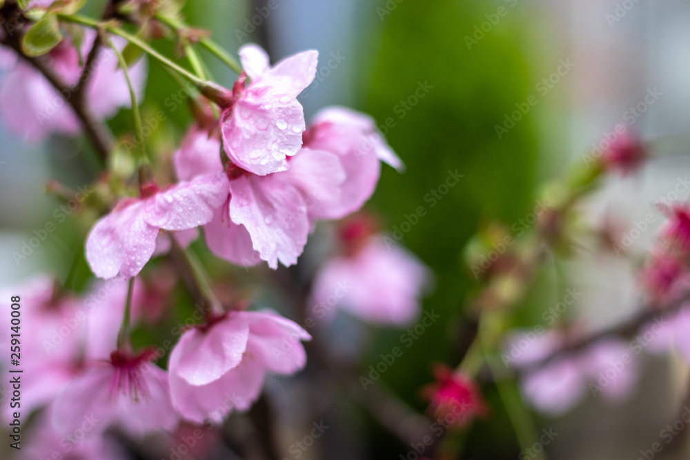 桜の花