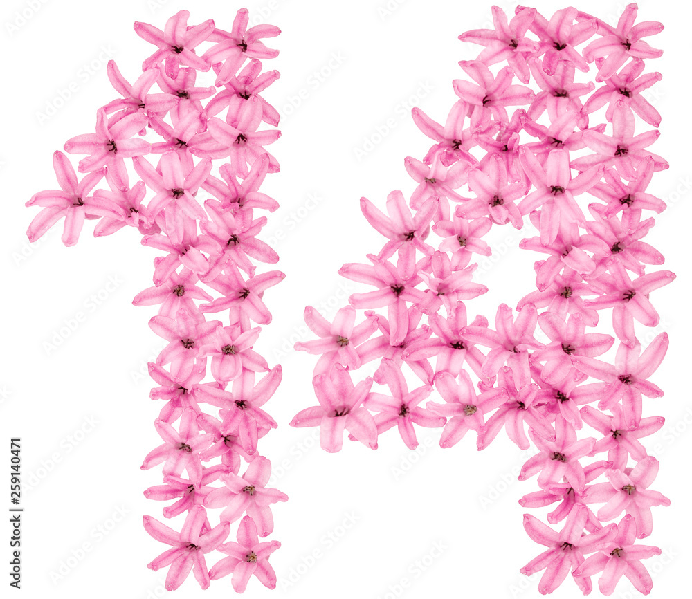 Fototapeta premium Numeral 14, fourteen, from natural flowers of hyacinth, isolated on white background