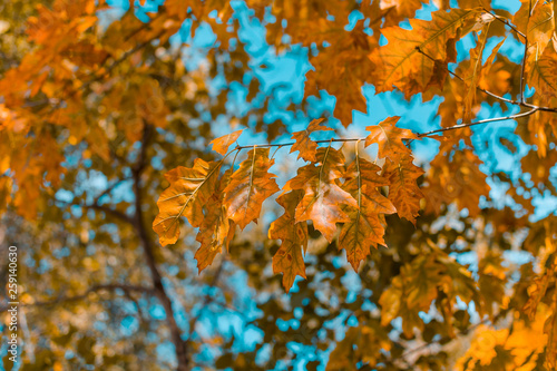Colorful leaves orange tree in autumn season over blue sky