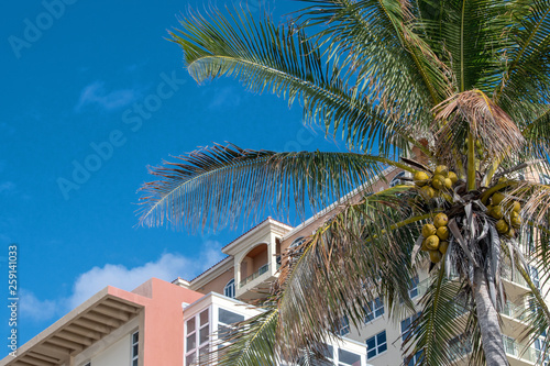 Palm and buildings in Miami Beach  © Guy