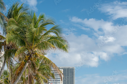 Palms and buildings in Miami Beach © Guy