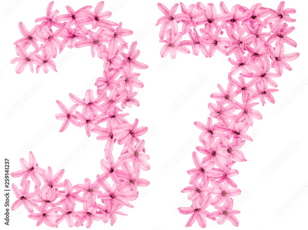 Numeral 37, thirty seven, from natural flowers of hyacinth, isolated on white background