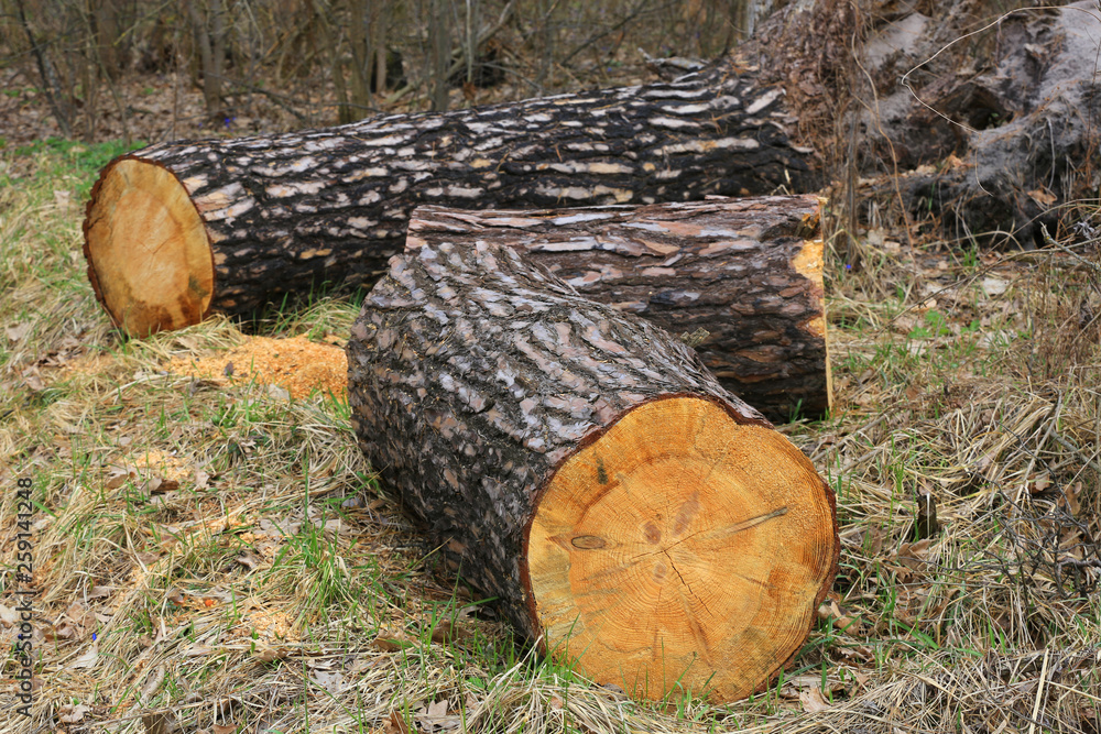 wooden logs in forest wooden logs in forest