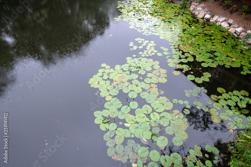 Fototapeta Naklejka Na Ścianę i Meble -  Water lilies in a pond with an exotic environment