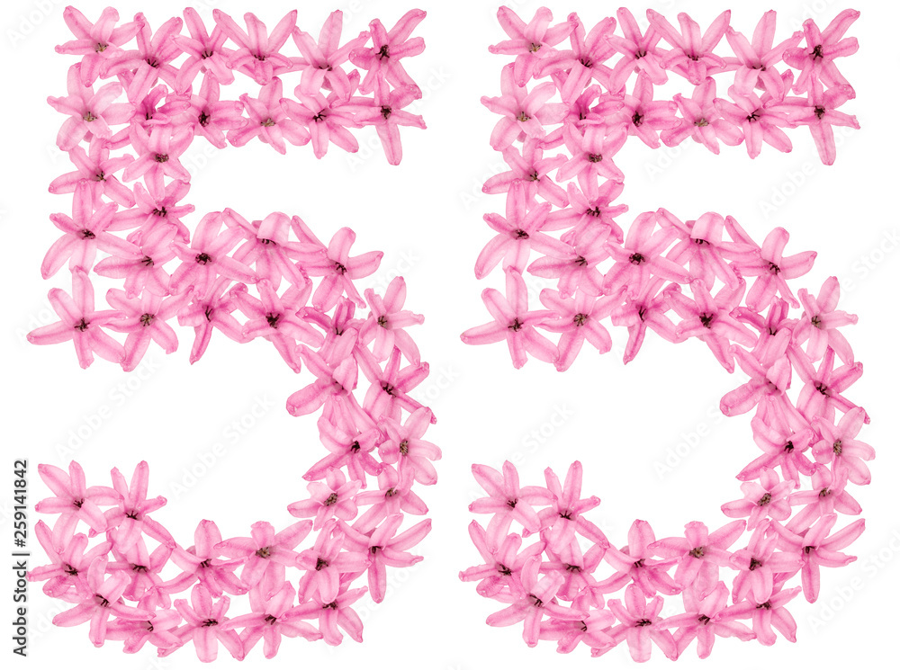 Numeral 55, fifty five, from natural flowers of hyacinth, isolated on white background