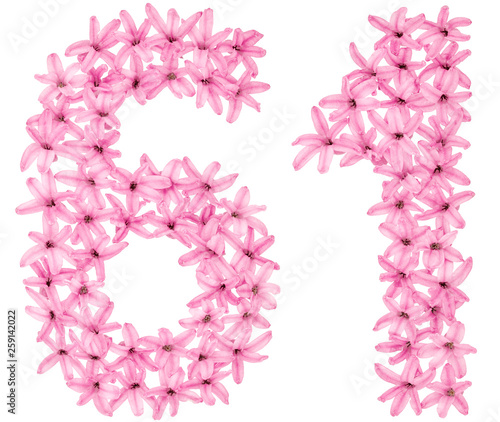 Numeral 61, sixty one, from natural flowers of hyacinth, isolated on white background