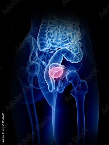 3d rendered medically accurate illustration of a womans bladder