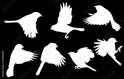 set of seven flying tits isolated on black