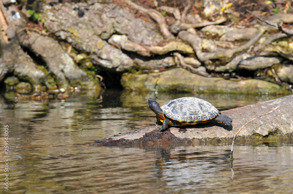 Obraz premium tortue