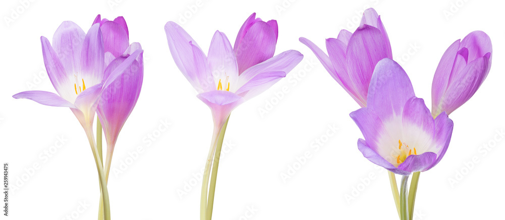 three groups of lilac crocus flowers on white three groups of lilac crocus flowers on white