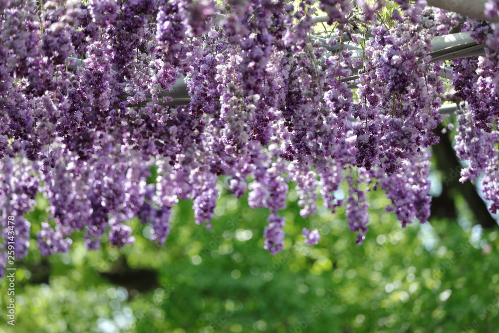 Fototapeta premium 藤の花