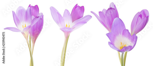 three groups of lilac crocus flowers on white