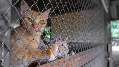 Ginger Tomcat, male cat, Locked up like a prisoner behind a chain link fence with his paws up against the fence. Cat in need to a rescue or a good home. Caged animal in need of help.